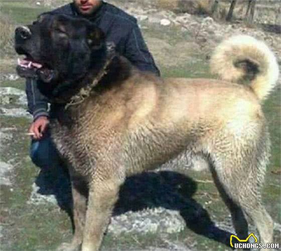 搅动心灵的角落——狗狗发帖网站的温馨之旅