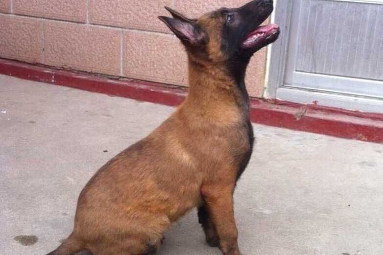 狗狗隐睾手术:守护毛孩子的健康秘密